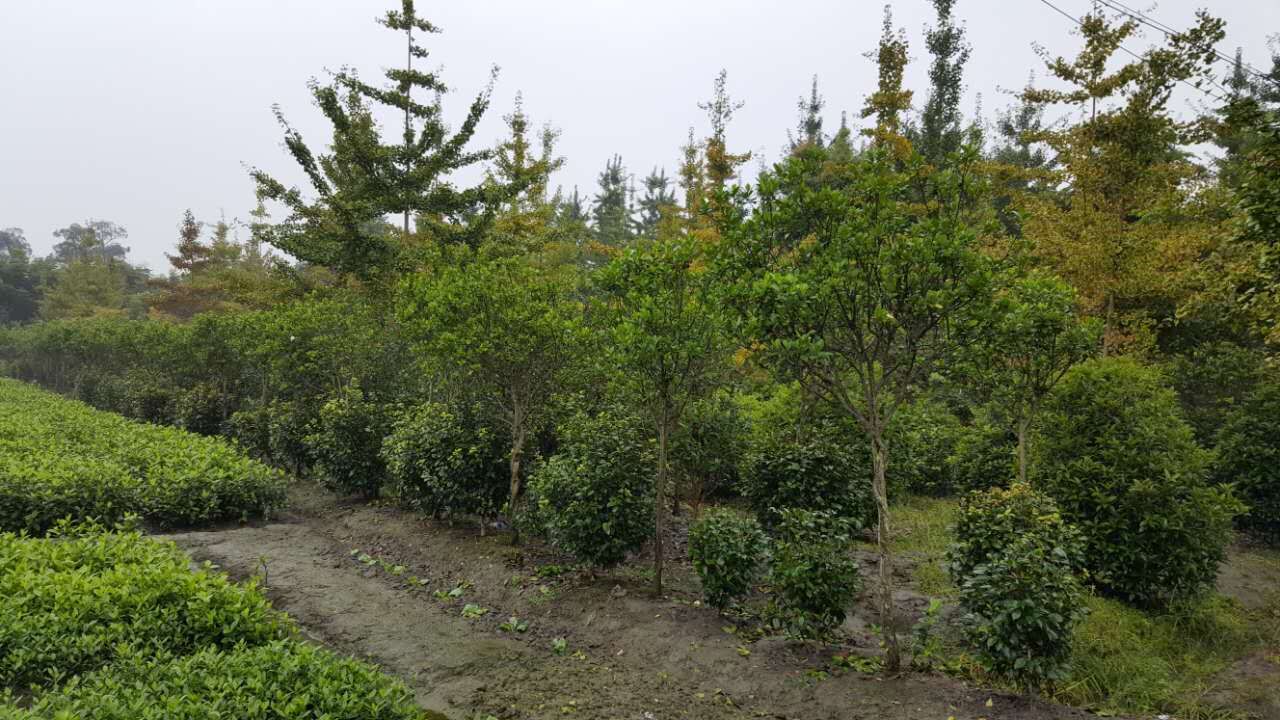 園藝學專業排名_園藝專業學什么_園藝學專業大學排名
