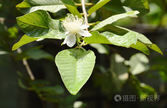 fruit是什么意思_意思是什么_意思是輕聲嗎