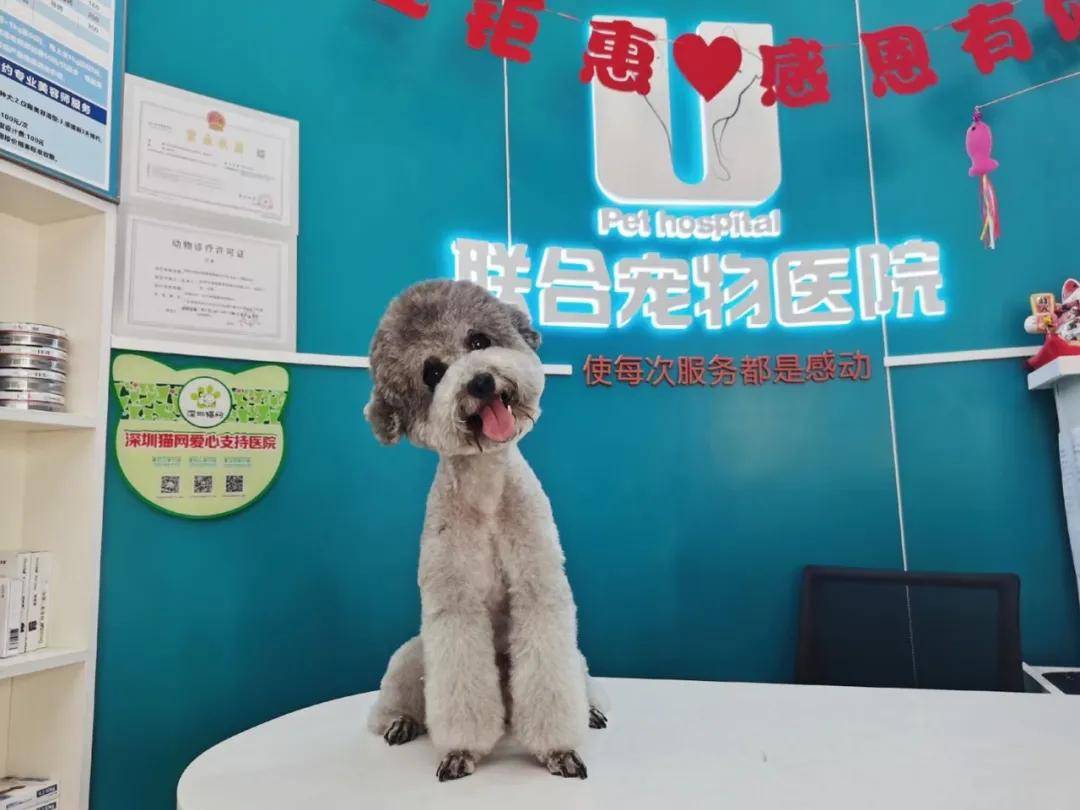 咨詢寵物在線平臺電話_寵物咨詢在線咨詢平臺_咨詢寵物在線平臺有哪些