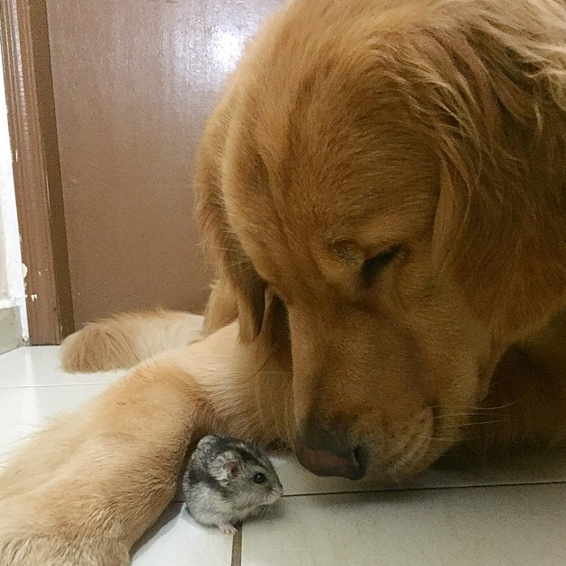 愛爾蘭雪達犬幼犬圖片_愛爾蘭雪達犬_愛爾蘭雪達犬的缺點