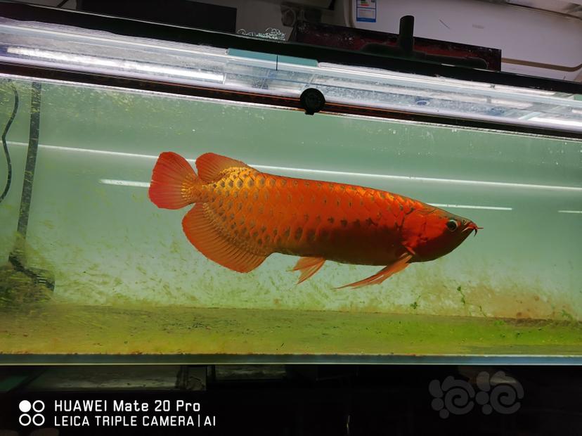 白魚(yú)龍服是什么意思_白龍魚(yú)服是什么意思_白龍魚(yú)服意思是什么生肖