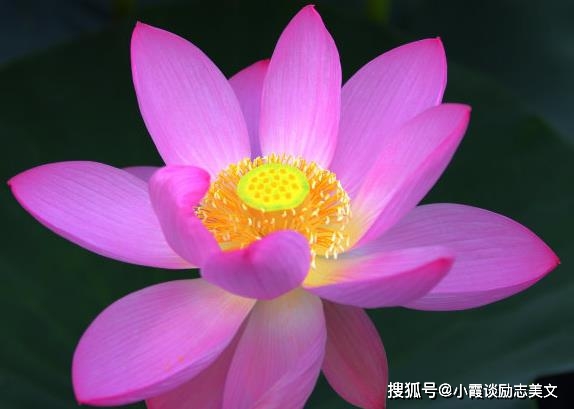 處暑代表什么生肖_12生肖畫蛇添足代表什么生肖_分星掰兩代表什么生肖
