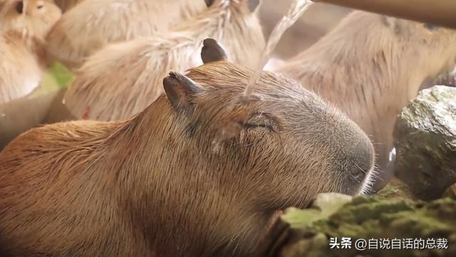 畜禽和人_人與畜禽corporation怎么讀_畜禽讀音是什么意思