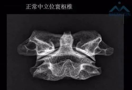_百科的英文單詞_百科詞典的英文