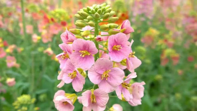_摘抄油菜花優美句子_描寫油菜的段落