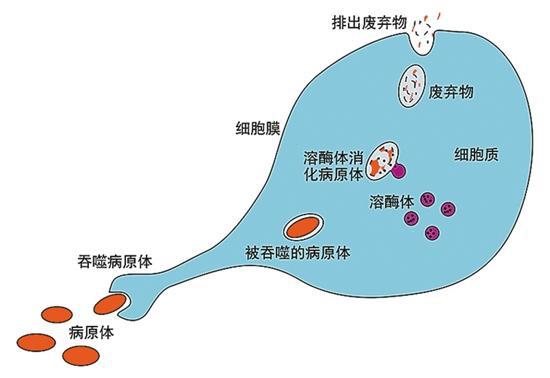 意思是誰發現的_cdc是什么意思_意思是的英文