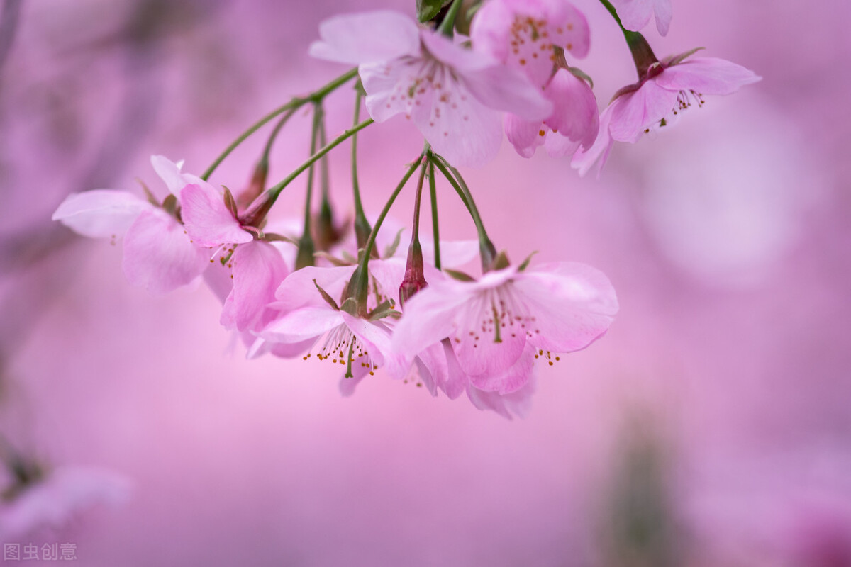 摘抄春天優(yōu)美好段__簡(jiǎn)短優(yōu)美句子摘抄大全春天