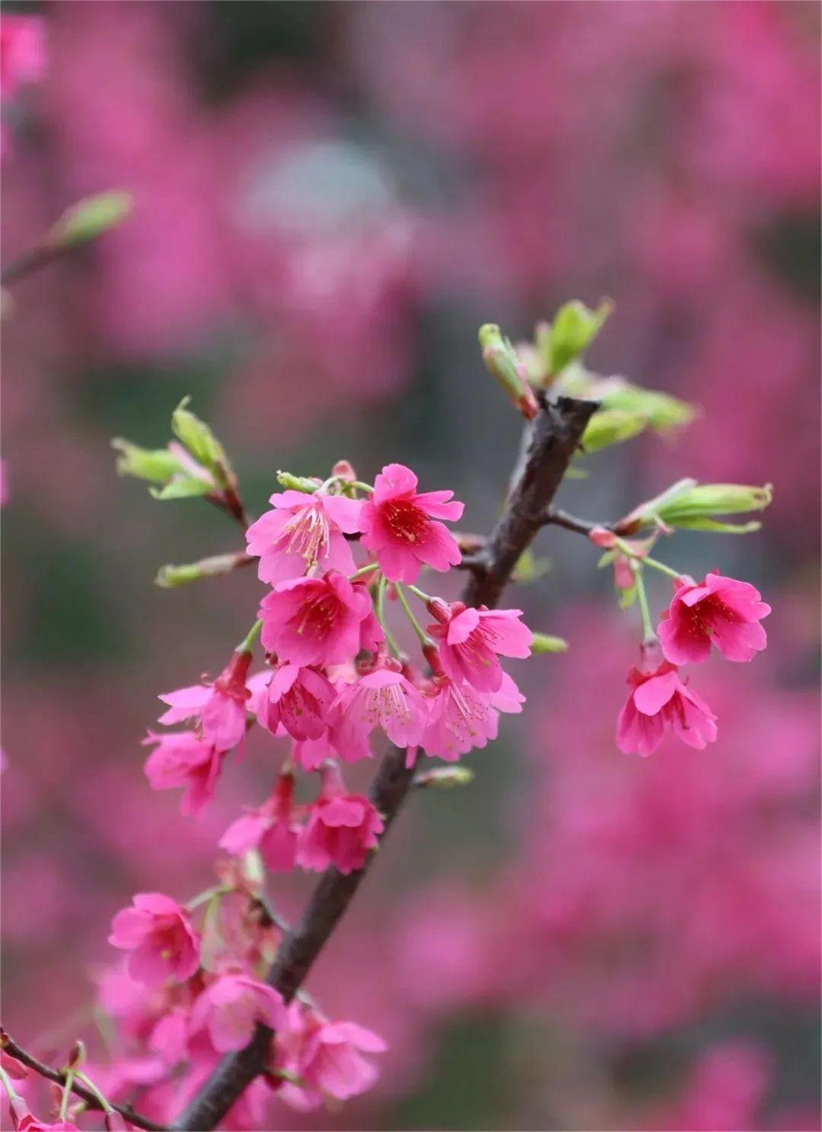 _摘抄春天優(yōu)美好段_簡(jiǎn)短優(yōu)美句子摘抄大全春天