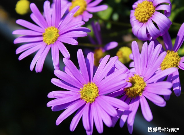 免費英語在線學該去哪里_免費在線英語學習_免費英語在線課程