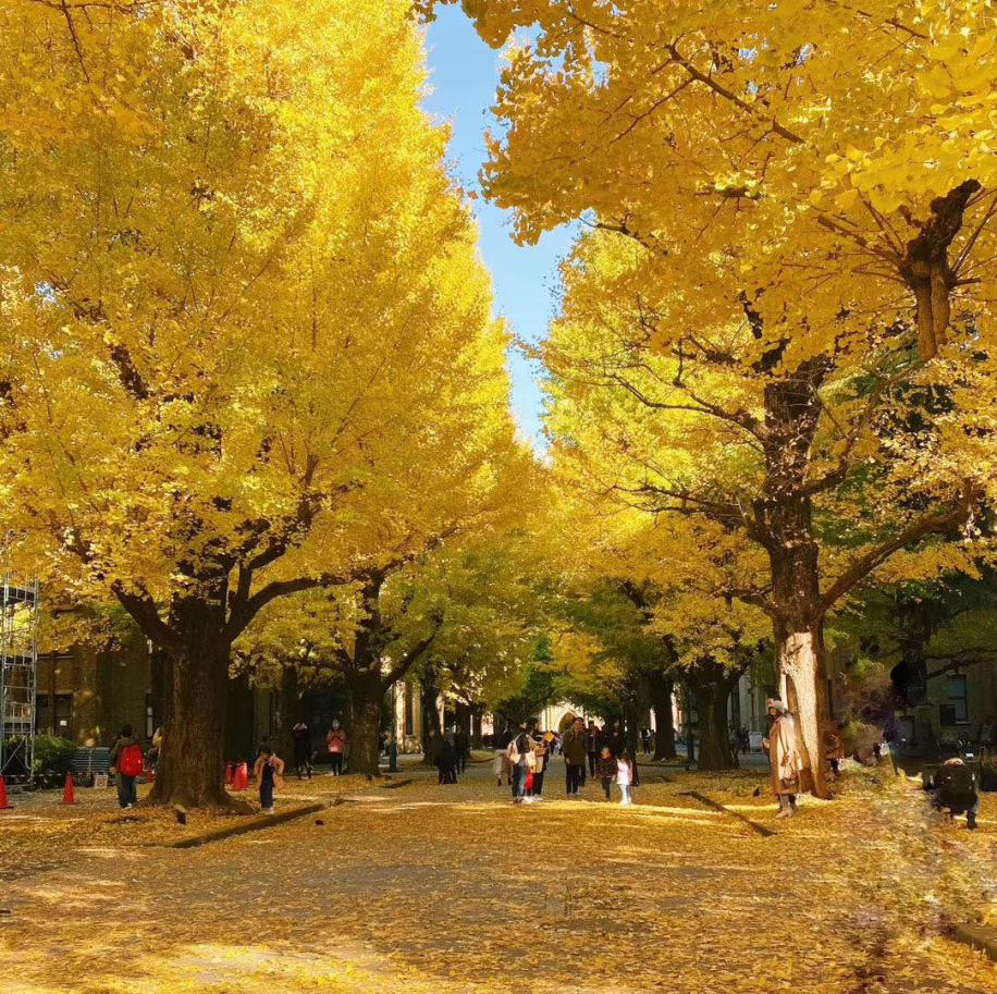 海德堡大學什么水平_海德堡大學_海德堡大學要學費嗎