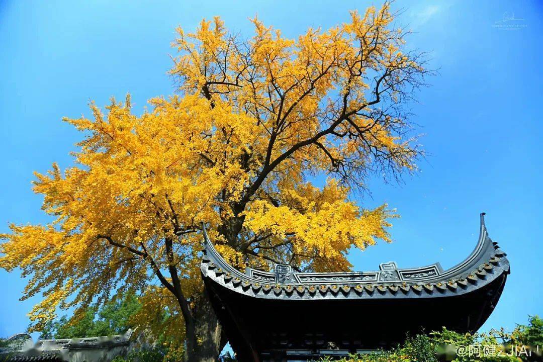 一年好景君須記下一句_好景君須記_好景君須記是什么詩