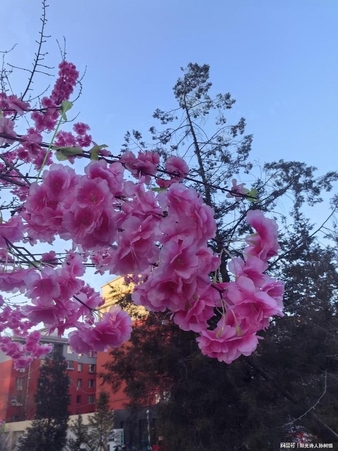二月春風似剪刀的全詩_二月春風似剪刀的剪是什么意思_二月春風似剪刀詩詞