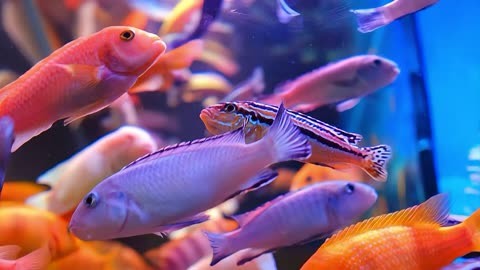 子非魚焉知魚之樂的意思_知魚之樂子非魚_子知魚之樂