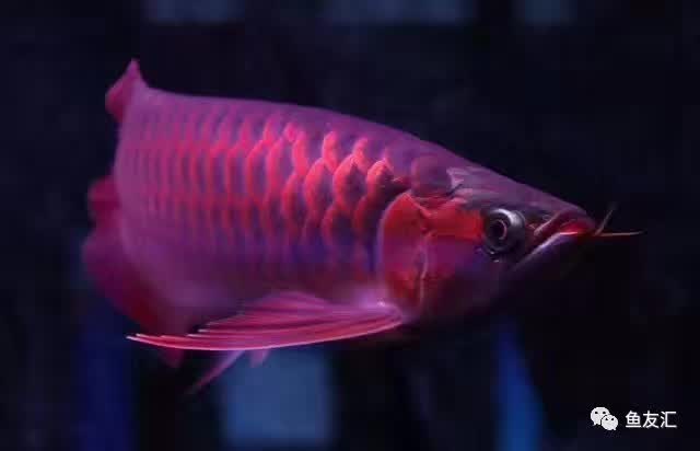知魚之樂子非魚_子知魚之樂_子非魚焉知魚之樂的意思