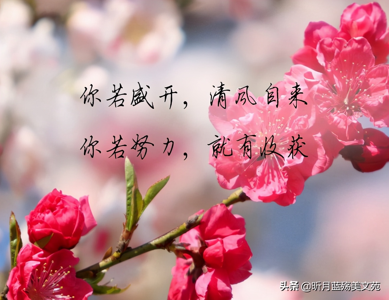不知細葉誰裁出 二月春風似剪刀_二月春風似剪刀布_二月春風似剪刀還可以裁剪什么