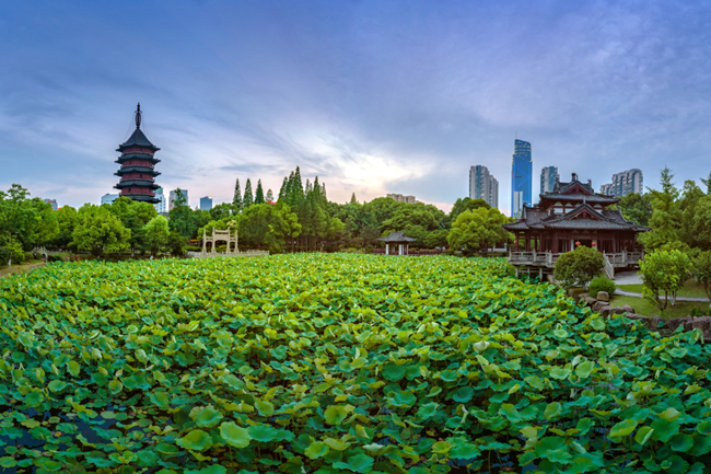 桃花流水鱖魚肥的寓意_桃花流水鱖魚肥里的魚是什么魚_桃花流水鱖魚肥的上一句是什么