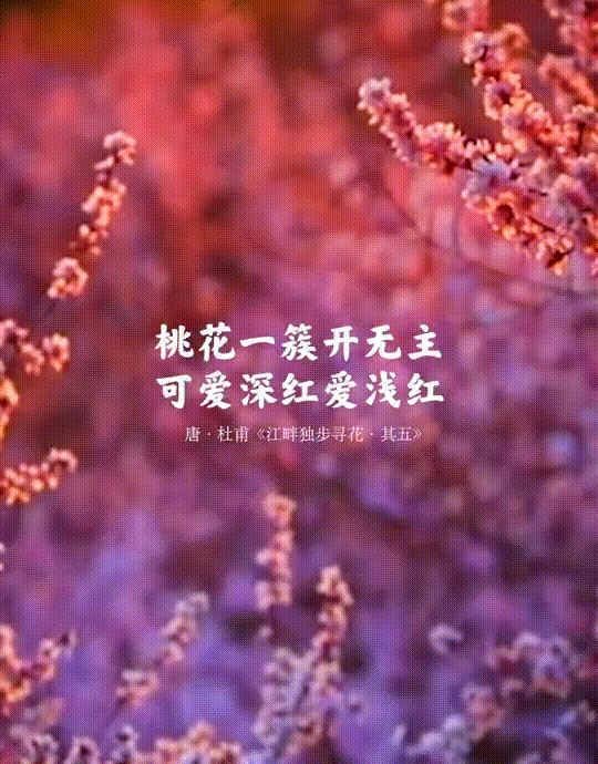 江畔獨步尋花的詩意和譯文_《江畔獨步尋花》詩詞及譯文_江畔獨步尋花這首詩