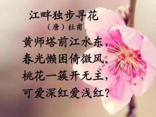江畔獨步尋花這首詩_《江畔獨步尋花》詩詞及譯文_江畔獨步尋花的詩意和譯文
