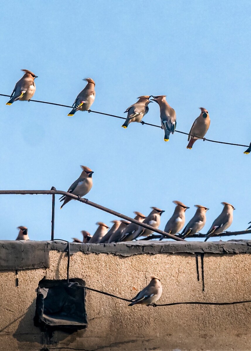 鳥英文怎么寫_鳥的英文_鳥英文單詞