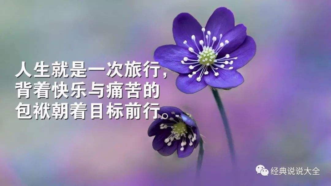 上海實(shí)驗(yàn)學(xué)校東校小學(xué)_上海實(shí)驗(yàn)學(xué)校東校高中部_上海實(shí)驗(yàn)學(xué)校東校
