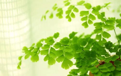 四川醫藥高等專科學校專業代碼_四川中醫藥高等專科學校成績查詢_四川醫藥高等專科學院官網