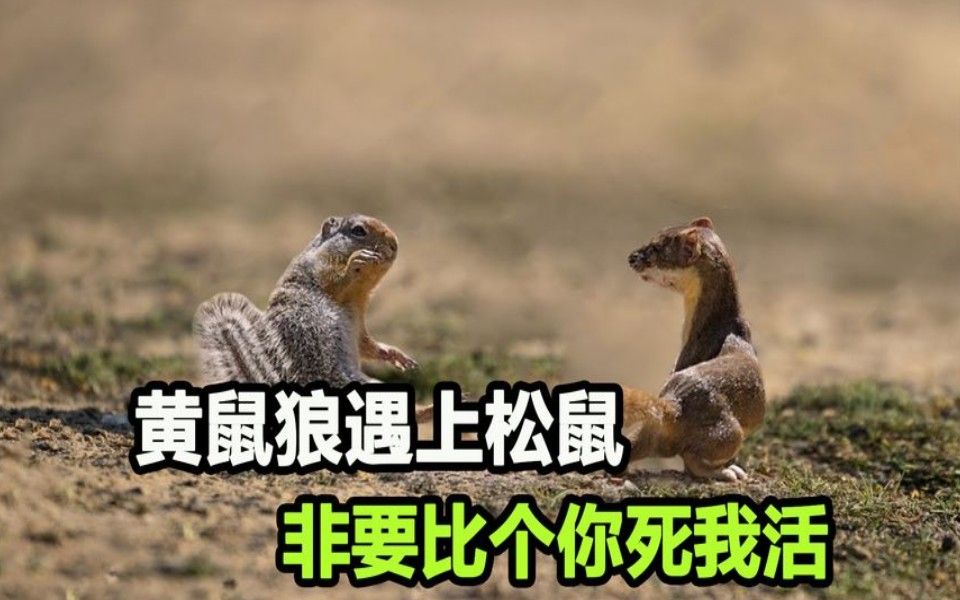 盈的組詞怎么組_盈字組詞_盈的組詞組