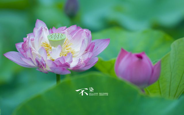 心如止水的反義詞_心如止水反義詞是什么意思_心如止水的近義詞和反義詞