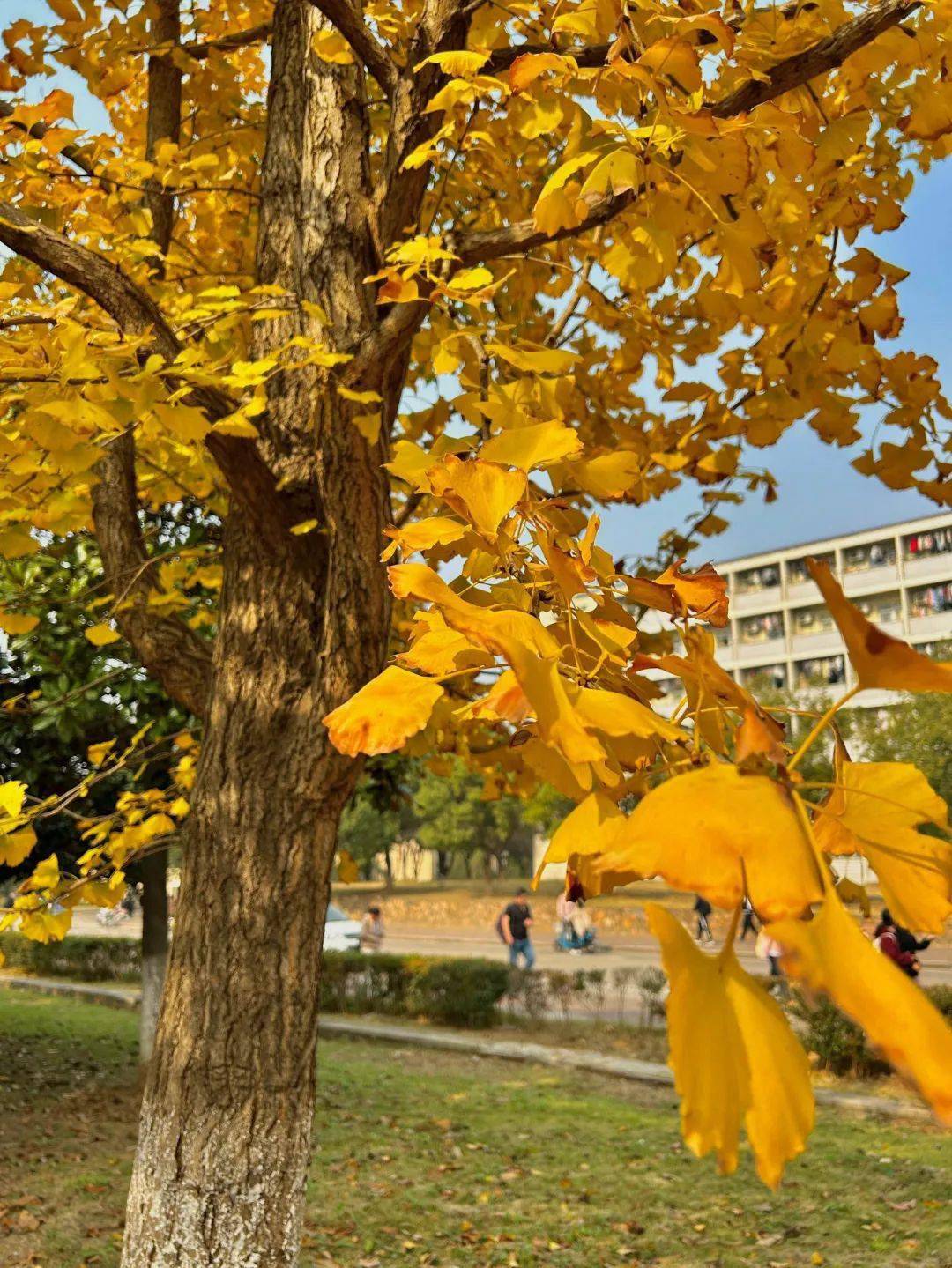 安徽財經大學成人本科_安徽財經大學成人教育學院_安徽財經大學成人繼續教育學院
