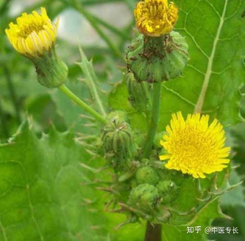 南湖東園小學(xué)_南湖小學(xué)東園校區(qū)地址_南湖小學(xué)校區(qū)