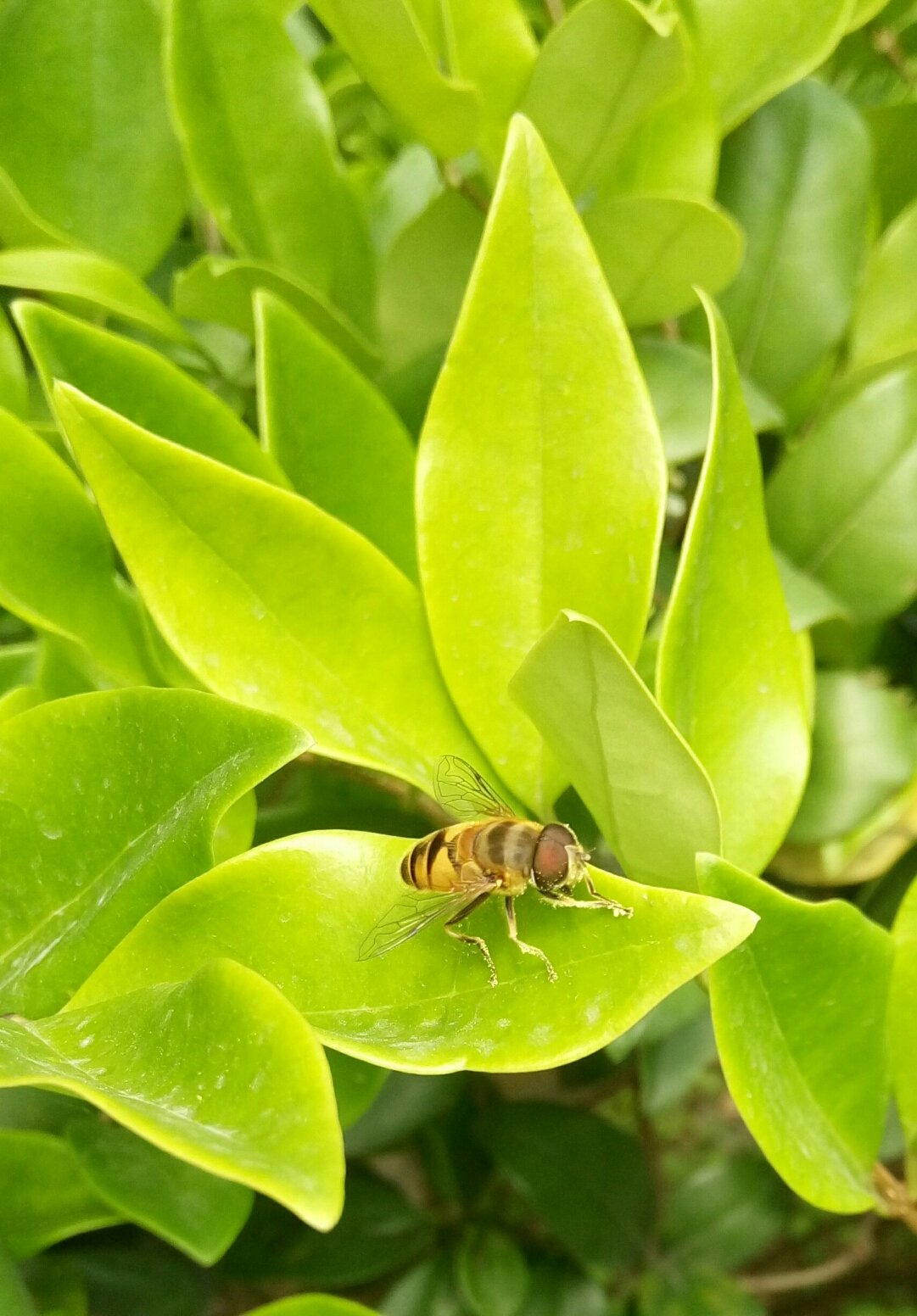 合肥市小學生綠色測評等級劃分_合肥市小學生綠色測評查分_合肥小學綠色測評成績
