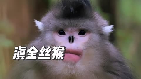 安吉麗娜朱莉臺詞__安吉麗娜朱莉最新演講中英對照