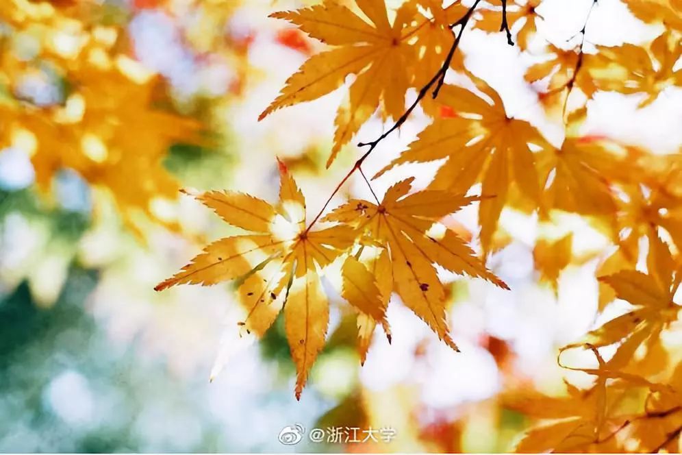 uea大學商學院_uea大學語言班通過率_uea大學