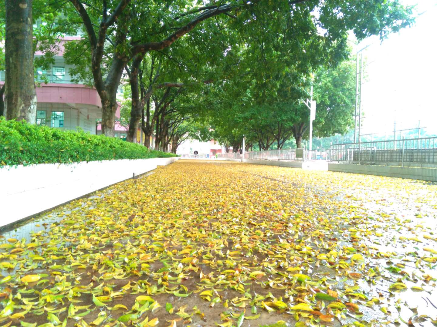 清遠市華僑中學建校時間_清遠華僑中學好嗎_清遠市華僑中學