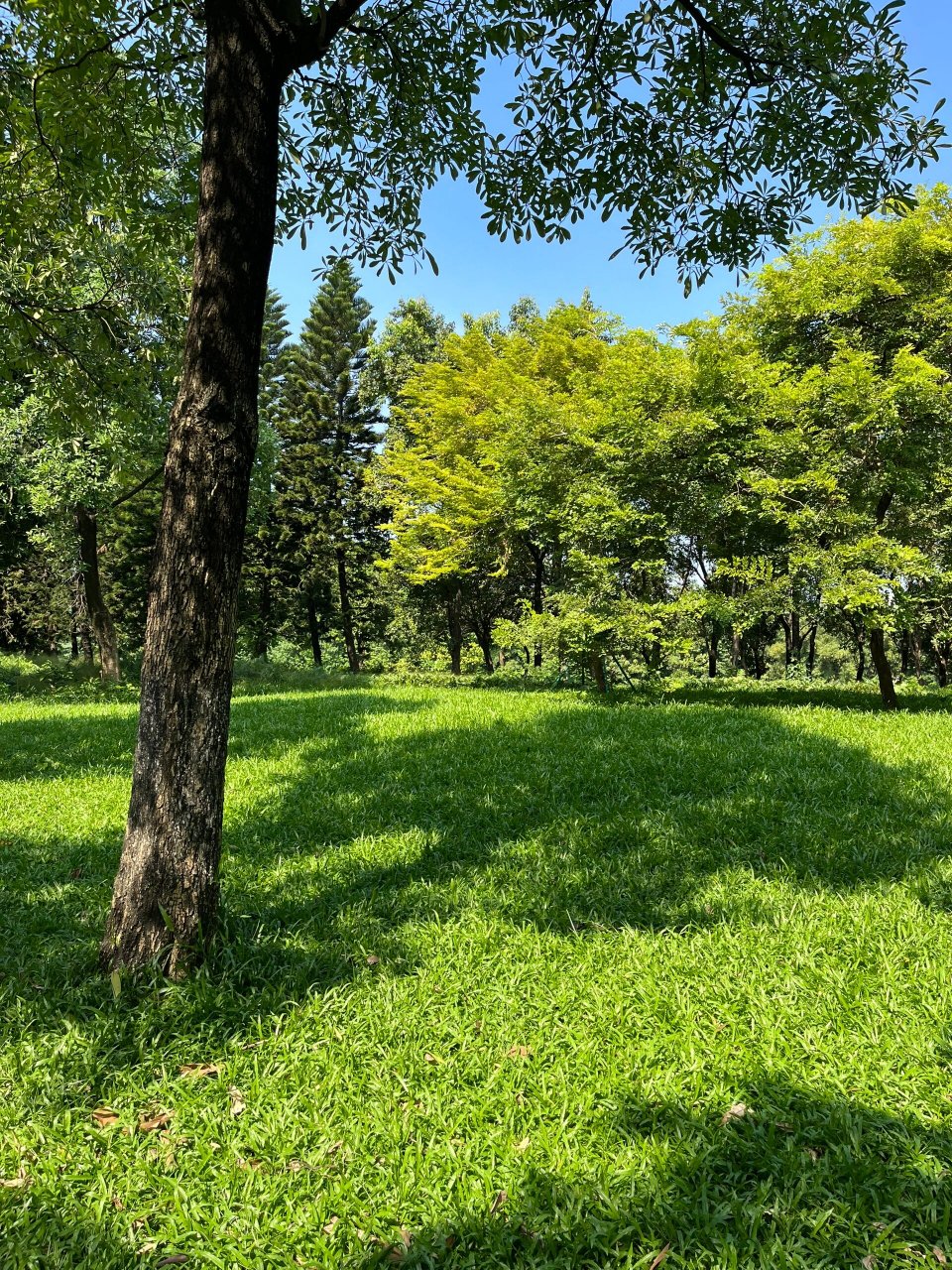 保利紅棉小學招生要求_保利紅棉小學_保利紅棉小學是省一級學校嗎