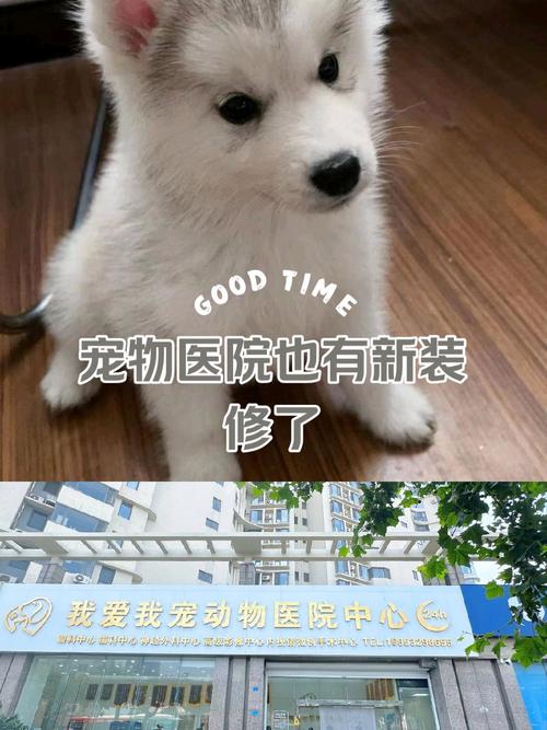 成都寵物美容培訓學校_成都哪里學寵物美容學校_成都寵物美容學校培訓價格表