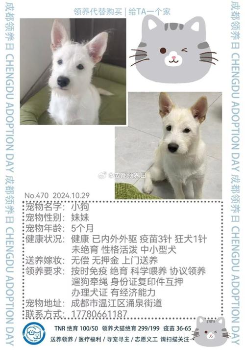 成都寵物美容培訓學校_成都哪里學寵物美容學校_成都寵物美容學校培訓價格表