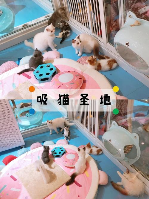 成都寵物美容學校培訓價格表_成都哪里學寵物美容學校_成都寵物美容培訓學校