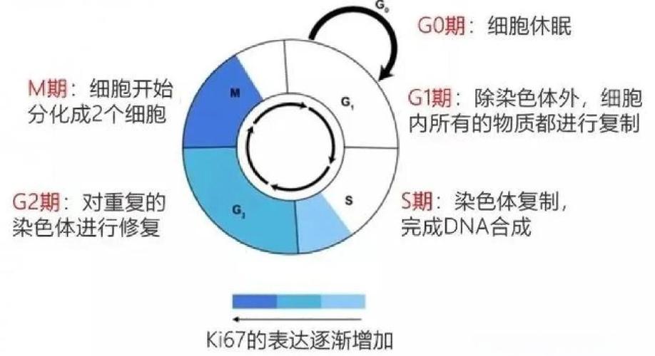基因錯(cuò)誤與癌細(xì)胞形成_cancer是什么意思_細(xì)胞分裂失控導(dǎo)致癌癥
