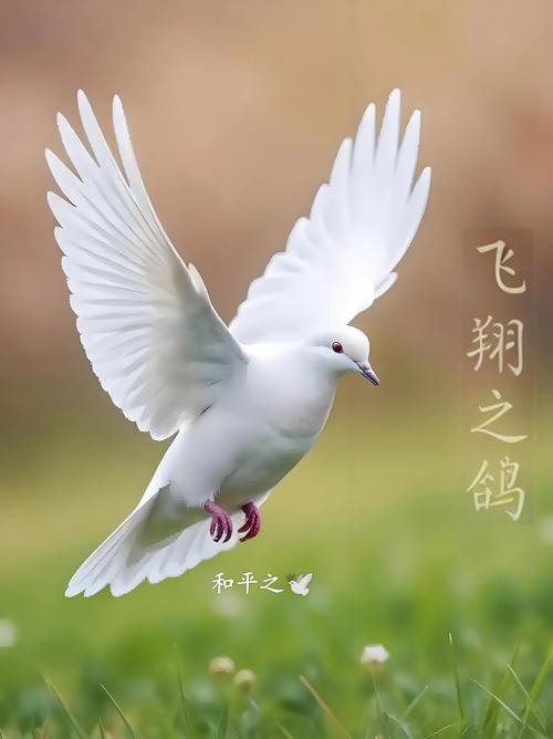 dove是什么意思_dove象征意義_鴿子和平象征