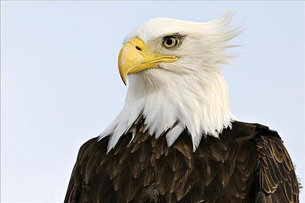 美國(guó)禿鷹象征_禿鷹滅絕風(fēng)險(xiǎn)_eagle是什么意思