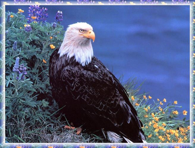 禿鷹滅絕風(fēng)險(xiǎn)_美國(guó)禿鷹象征_eagle是什么意思