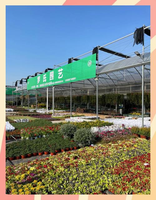 劍橋大學_ 劍橋大學植物園干旱花園 _劍橋大學植物園 