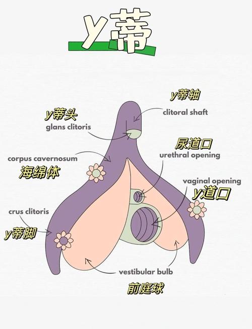 vagina結(jié)構(gòu)特征_y.d古人稱謂_vagina是什么意思