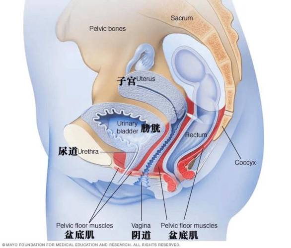 vagina是什么意思_y.d古人稱謂_vagina結(jié)構(gòu)特征