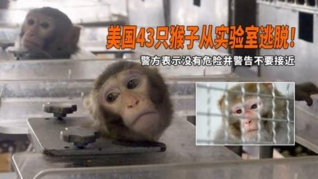黑猩猩使用工具_(dá)克隆猴子_猴子用英文怎么說(shuō)