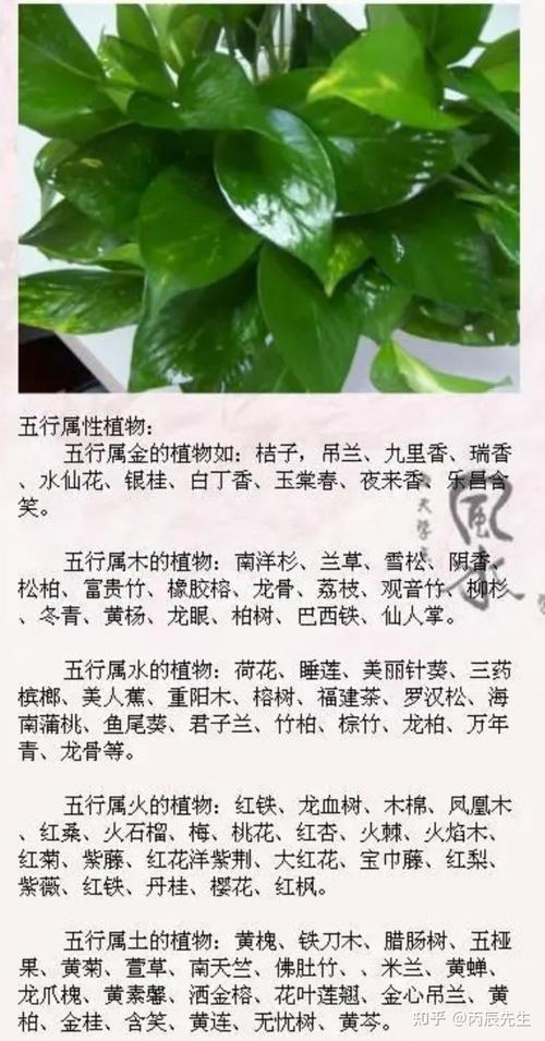 planet是什么意思_plant招財擺放位置_planet meaning in English
