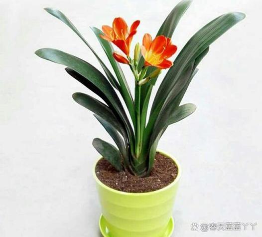planet是什么意思_planet meaning in English_plant招財擺放位置