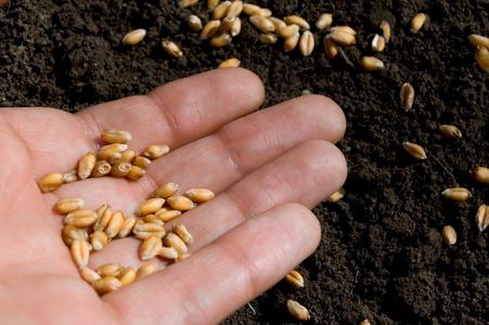 seed常見釋義 種子子孫起源 網球比賽種子選手_seed是什么意思