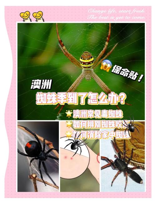 spider 網絡爬蟲 搜索引擎抓取程序_spider是什么意思