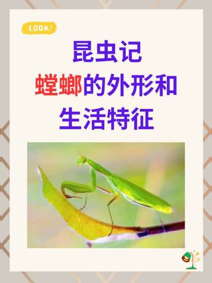 昆蟲記讀后感500字_昆蟲趨光性機理研究_昆蟲趨光性研究進展